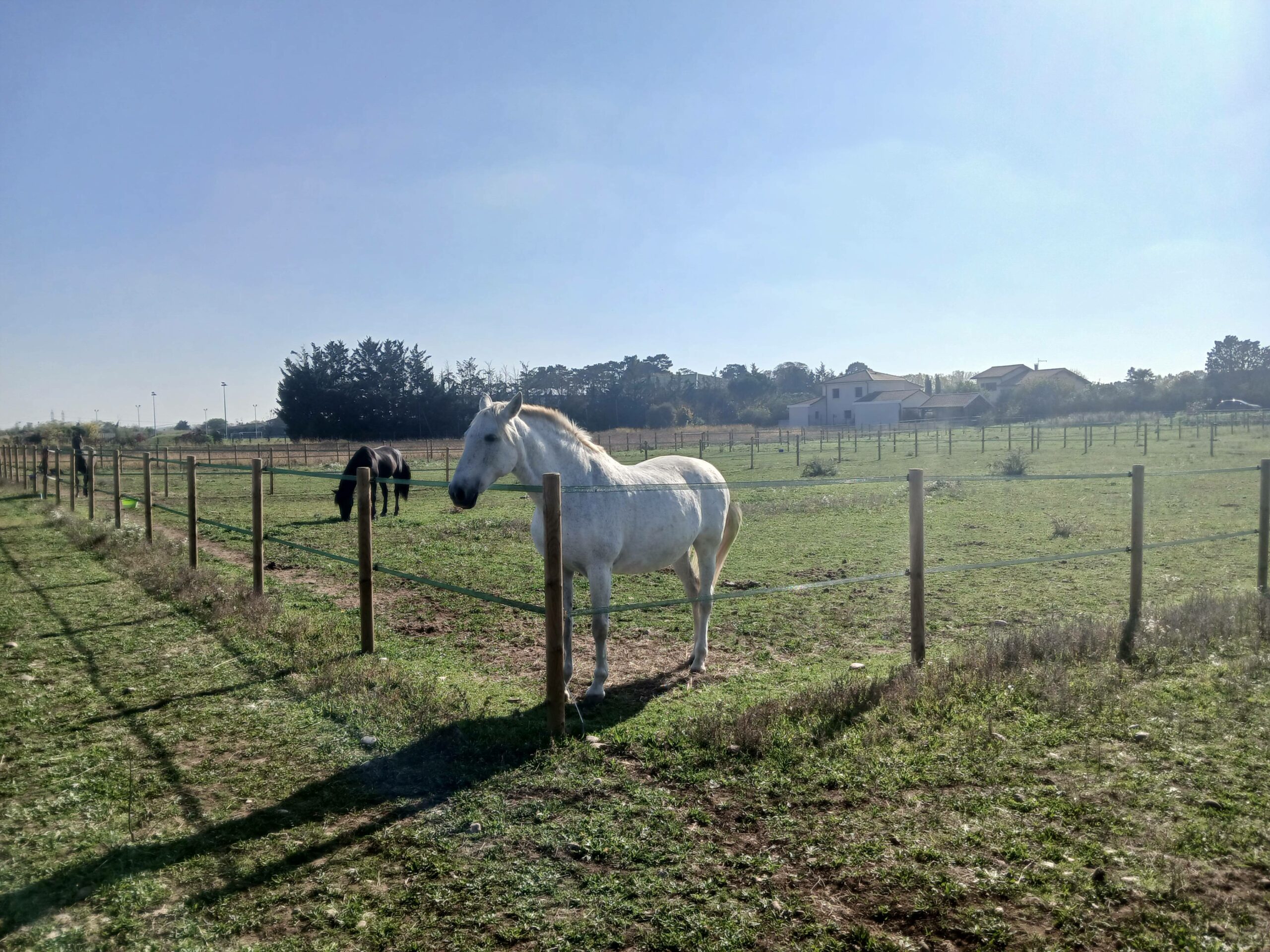 16 paddocks individuels de 1000 m2